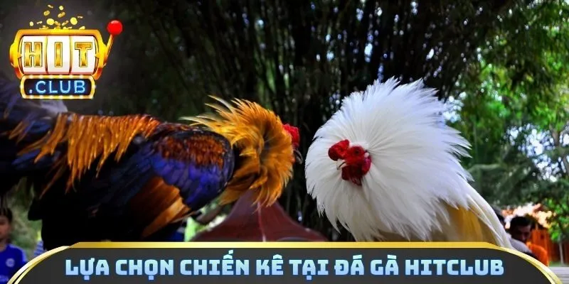 Lựa chọn chiến kê tại đá gà Hitclub
